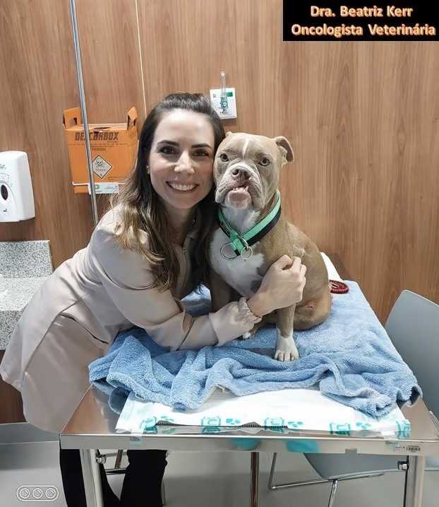 Oncologia Veterinária Landing Hero Bottom Image