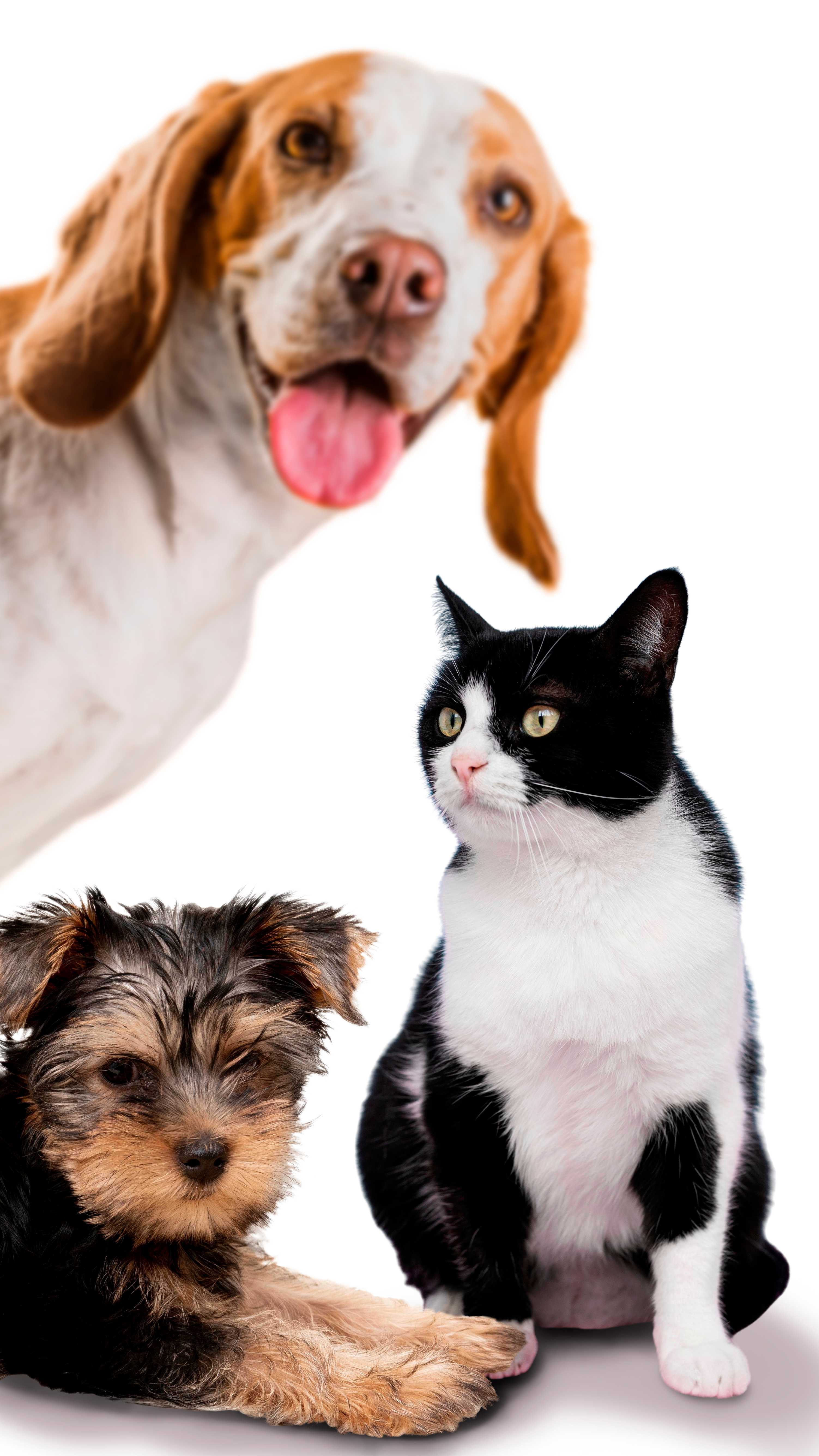 Quimioterapia Pet Landing Image