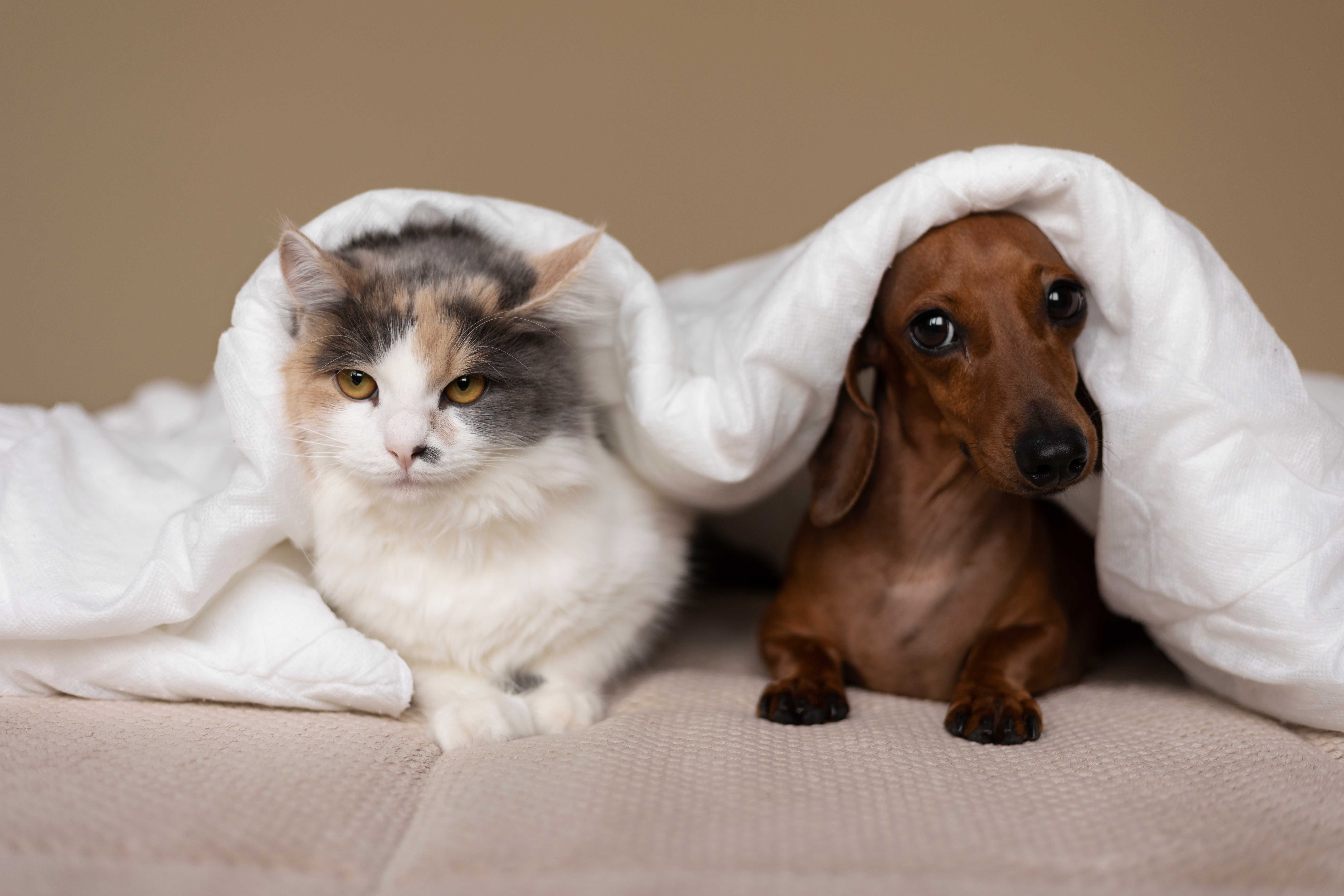 Veterinário cuidando de um gato
